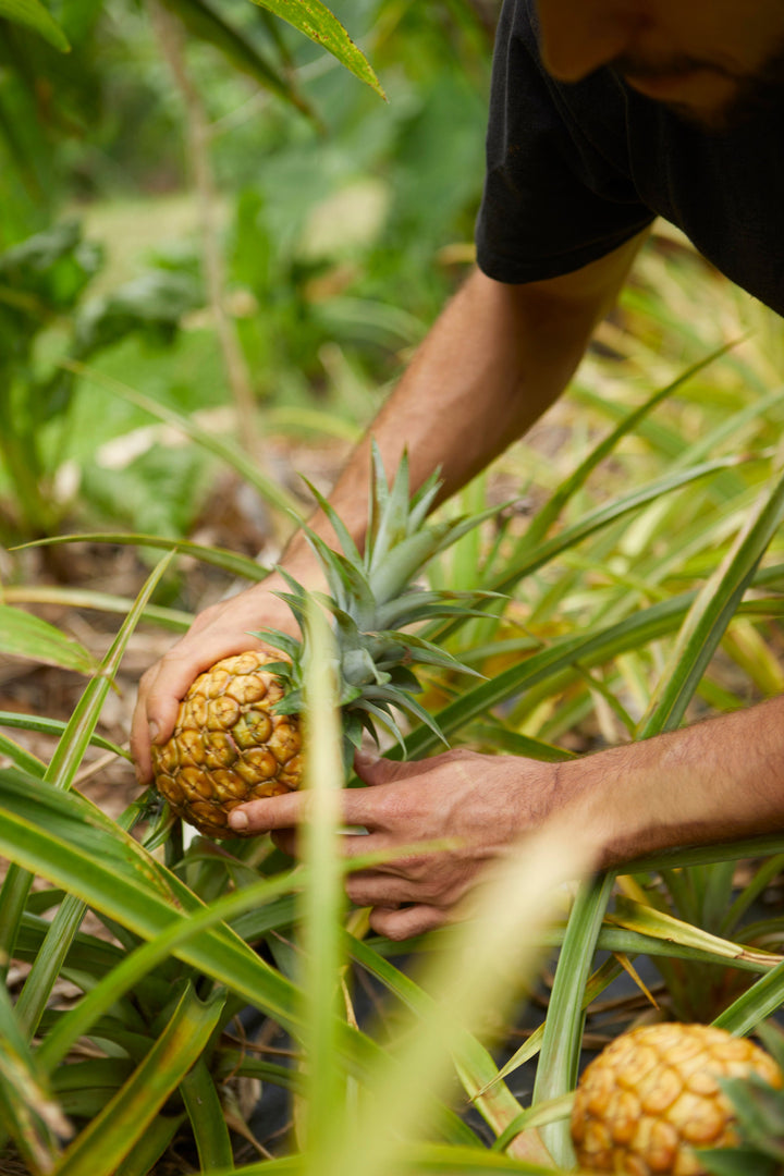 Pineapple Magnesium + Electrolytes Sticks
